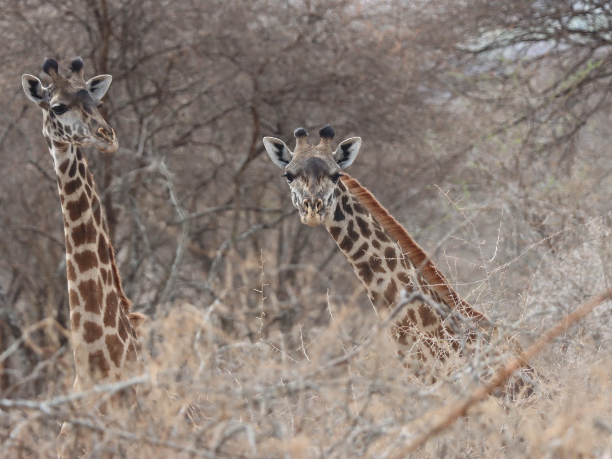 Tanzania (Episodio 4)