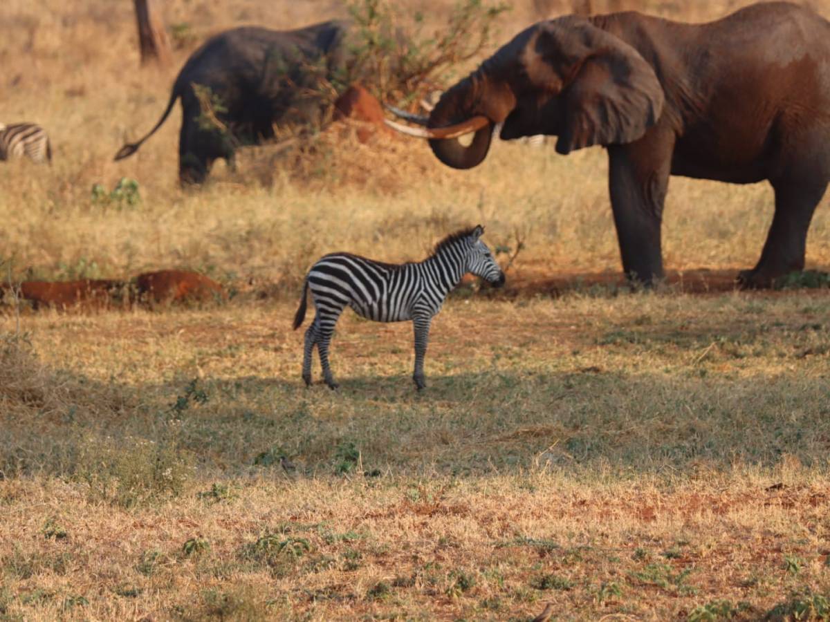 Tanzania (Episodio 3)