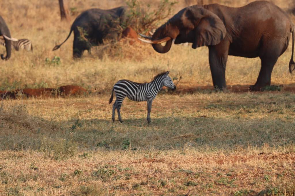 Tanzania (Episodio 3)